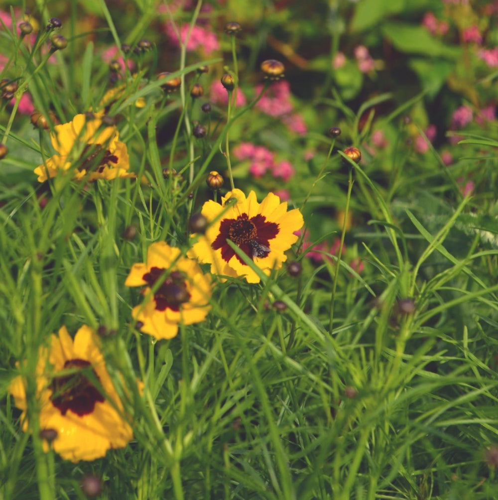 Culture de plantes colorantes