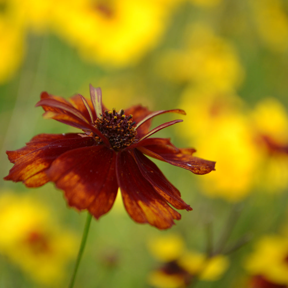 
                  
                    Culture de plantes colorantes
                  
                