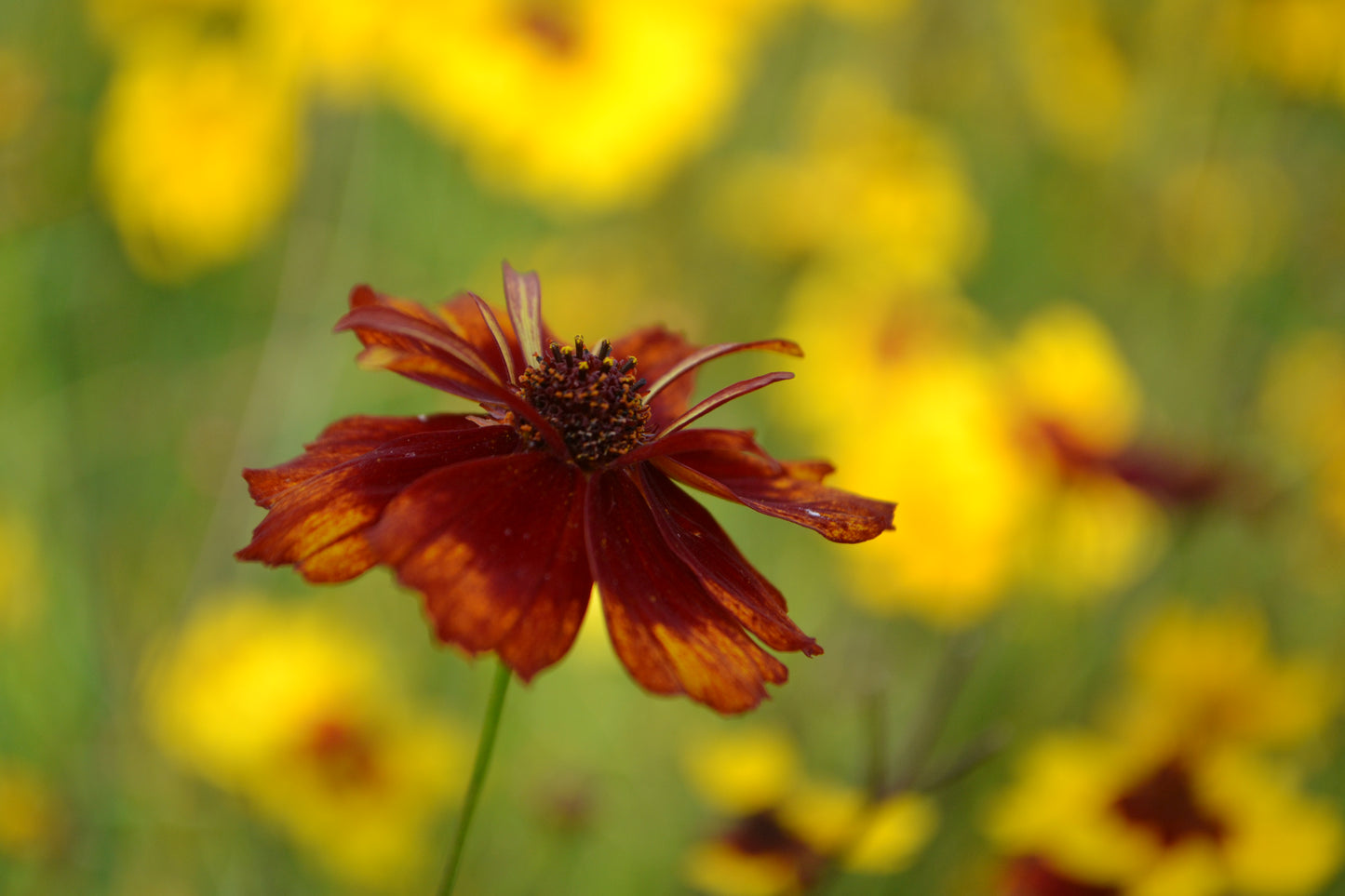 
                  
                    Culture de plantes colorantes
                  
                