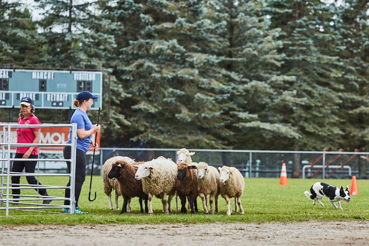 Sheepdog herding